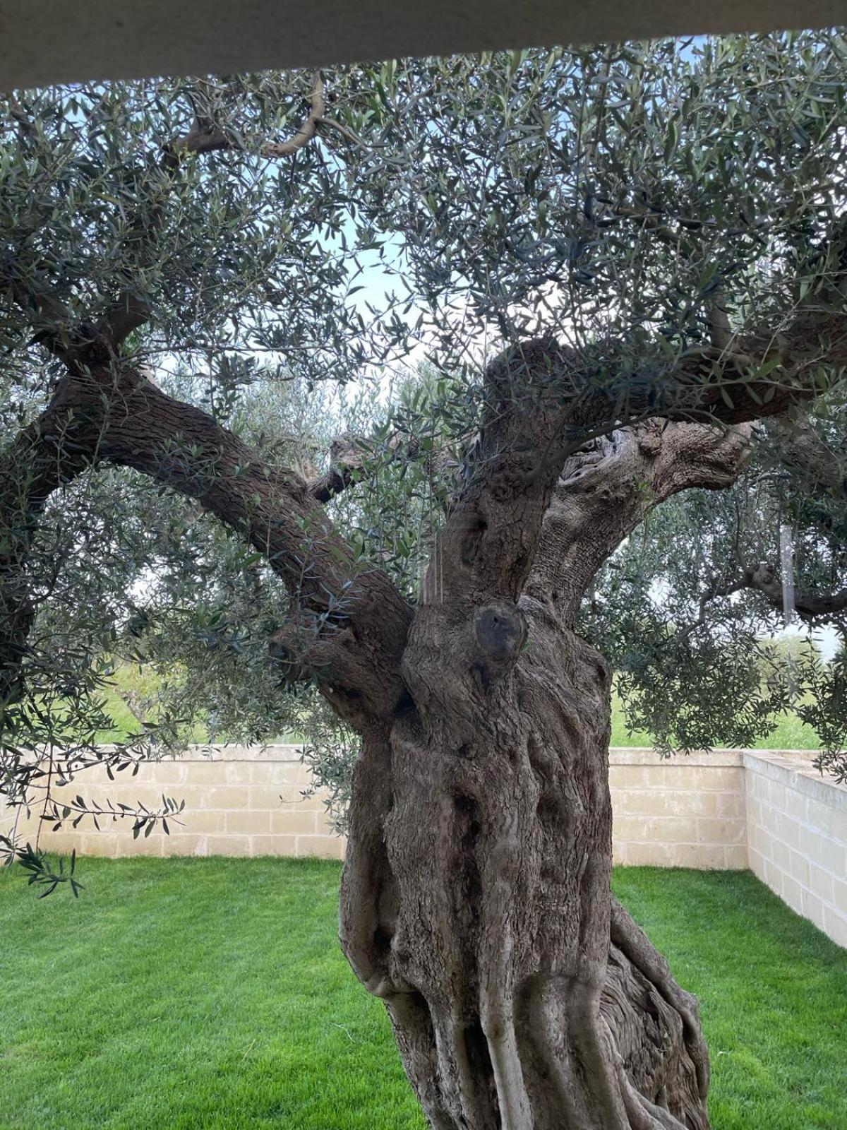 Masseria Fanizzi Конверсано Номер фото